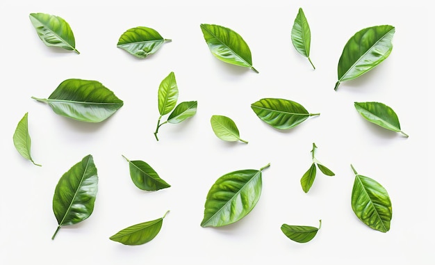 Green lime leaves isolated on a white background viewed from above