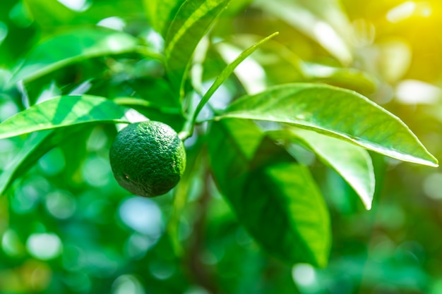 Green lime on a tree on a farm