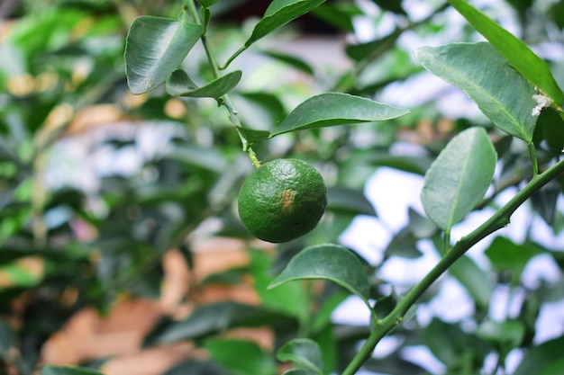 Green Lime Tree