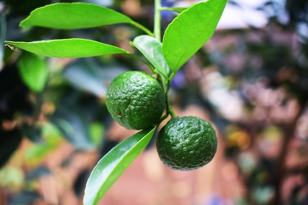 Green Lime Tree