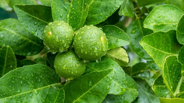 Green lime trees in the farm.