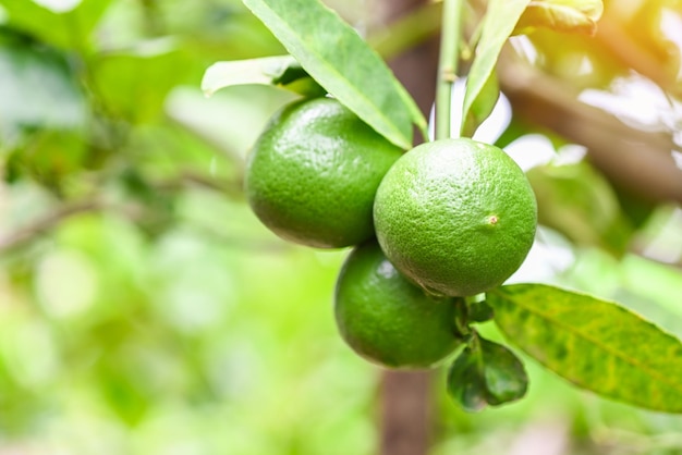 Green limes on a tree Fresh lime citrus fruit high vitamin C in the garden farm agricultural with nature green blur background at summer