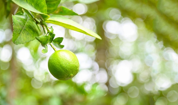 Lime verdi su un albero lime fresche di agrumi ad alto contenuto di vitamina c nella fattoria del giardino agricolo con la natura verde sfocatura dello sfondo in estate