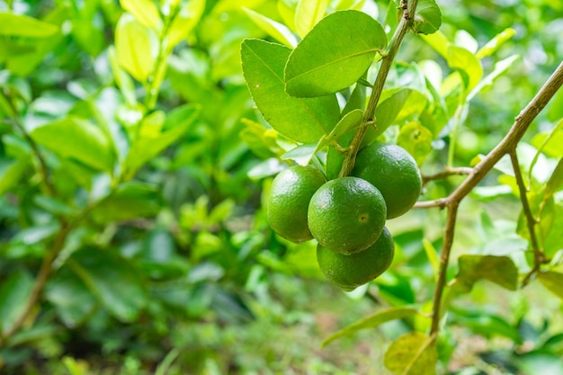 Green limes on a tree in the garden