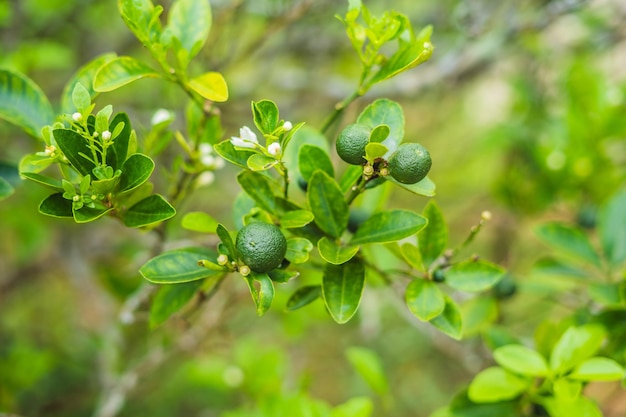 Green limes on a tree lime is a hybrid citrus fruit which is typically round about centimeters in