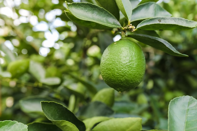 Photo green limes on a tree.