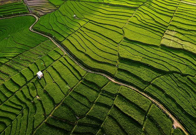 Foto linee e modelli verdi