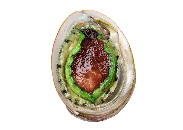 Green lip abalone on white background