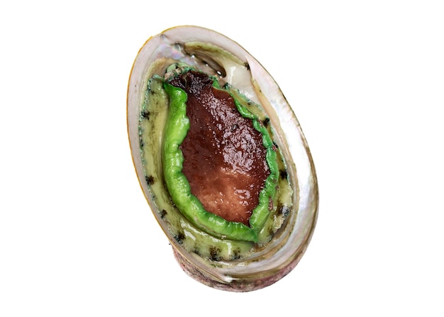 Green lip abalone on white background