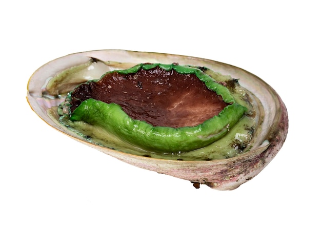 Green lip abalone on white background