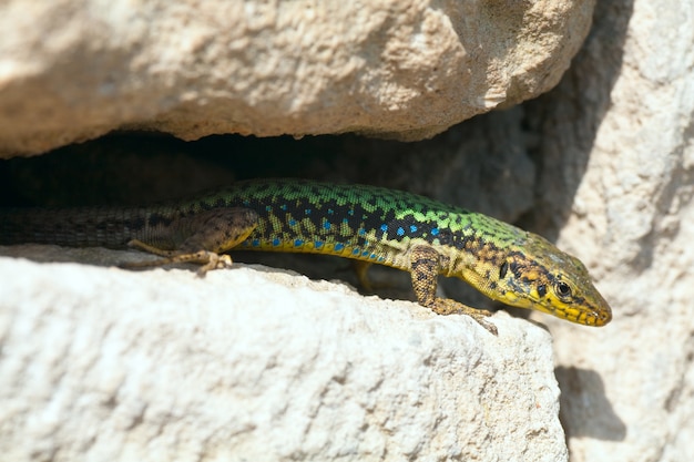 Green little lizard is hidden in the cracks of stone