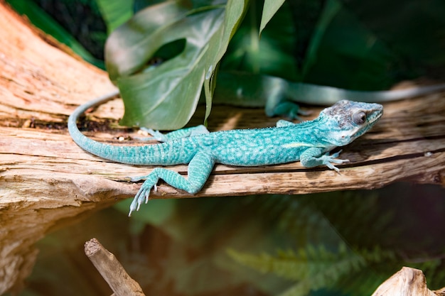 Green little lizard sitting on a tree branch