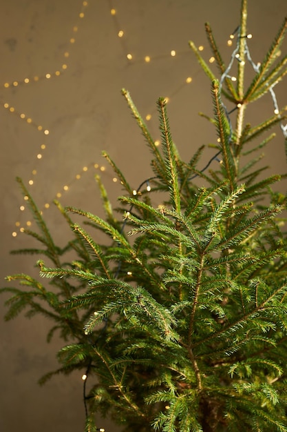 Green live Christmas trees spruce in wicker baskets gift boxes in interior on concrete floor