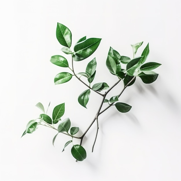 Green living plant branch on white background generate ai