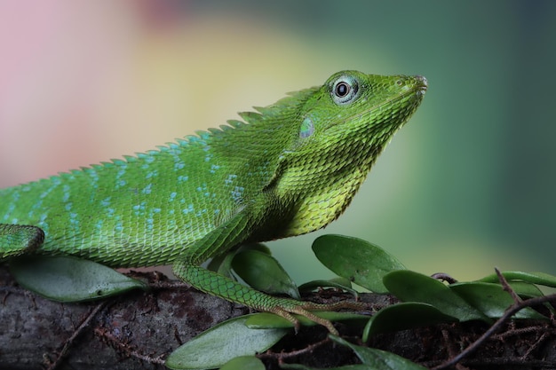 Green lizard on branch green lizard sunbathing on wood