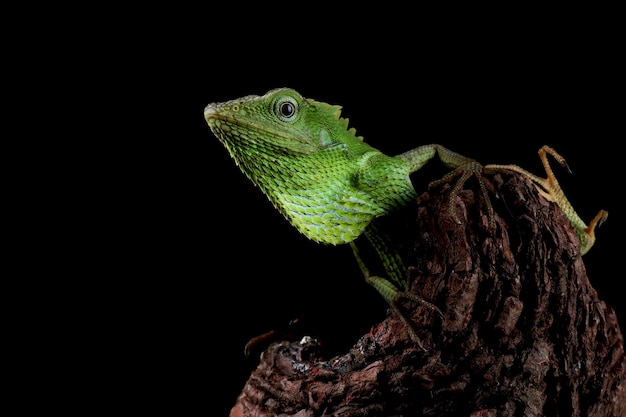 Green lizard closeup on green grass  Jubata lizard closeup