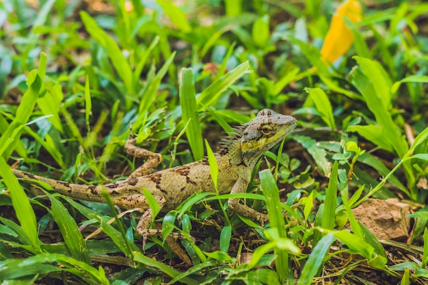 Зеленая ящерица в траве В тропиках