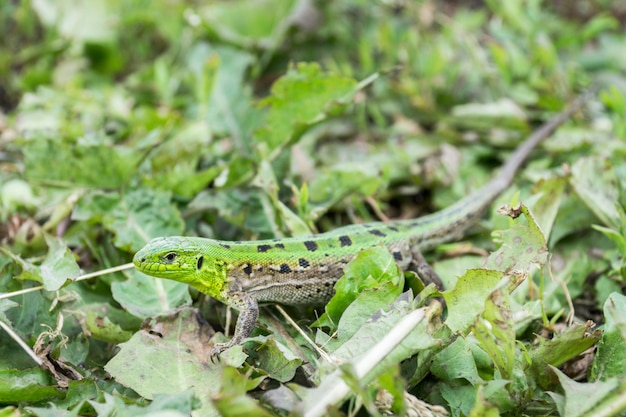 Green lizard in the grass