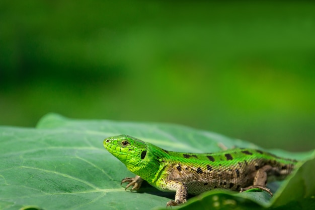 Green lizard in the grass