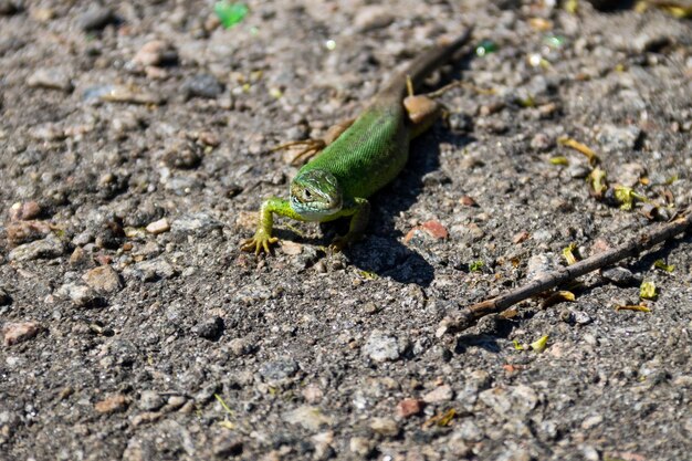 Green lizard on grey asphalt road