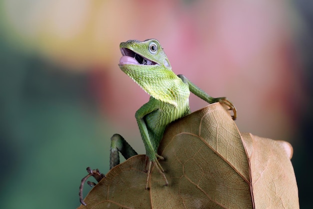 green lizard habitat in Indonesia jubata lizard