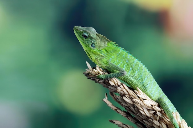 green lizard habitat in Indonesia jubata lizard