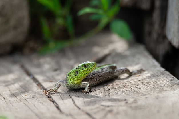 緑のトカゲは木の板に横たわっています。