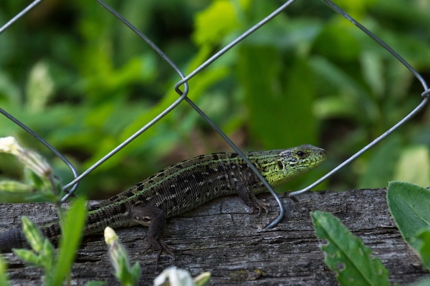 Green lizard on a log