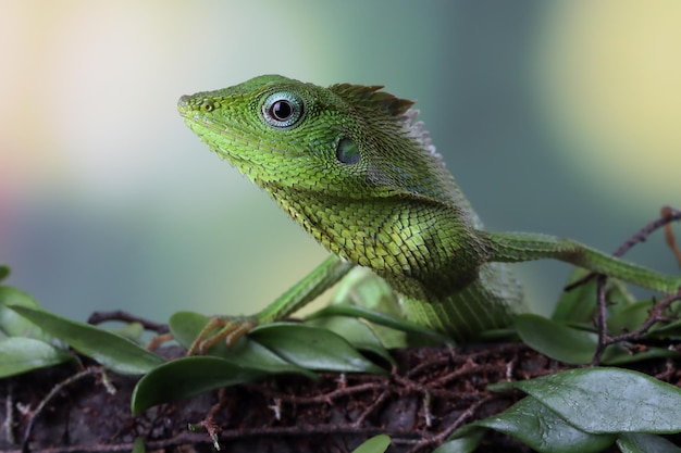 写真 枝に緑のトカゲ木に日光浴をする緑のトカゲ緑のトカゲは木に登るジュバタトカゲのクローズアップ