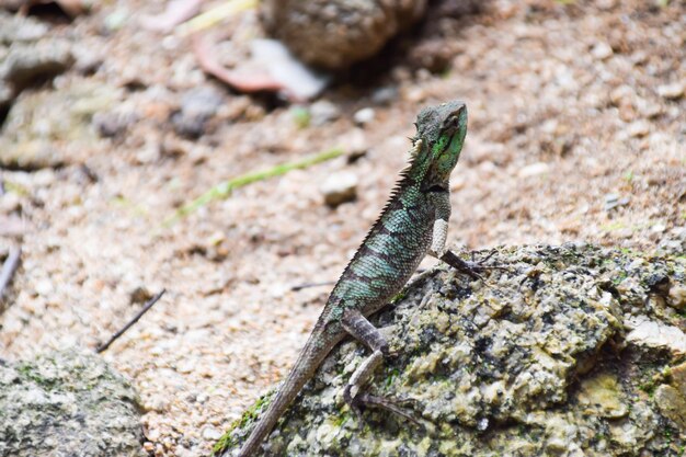 Photo green lizard on rock