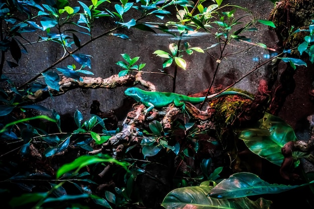 Green Lizard Sitting On A Branch