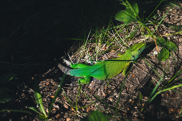 Foto lucertola verde che si siede nell'erba in giardino