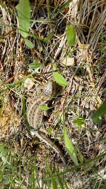 夏の草の上の緑のトカゲ