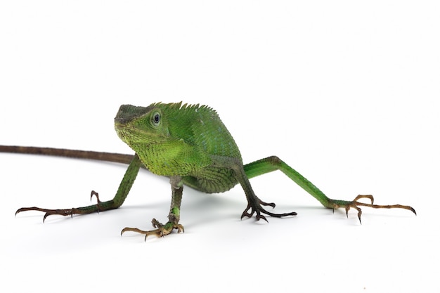 Green lizard on white surface