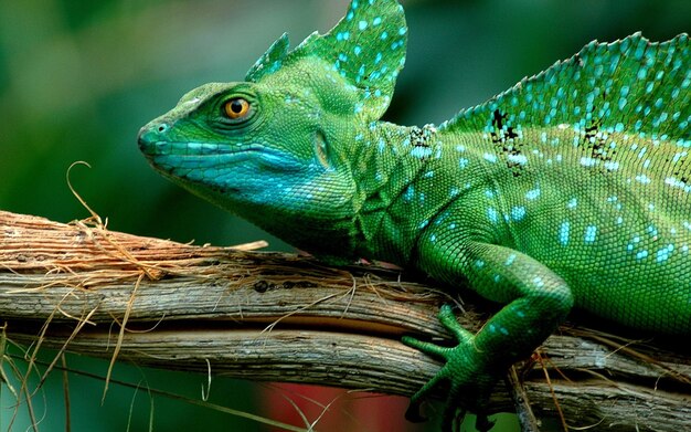 Photo a green lizard with a black spots on its head