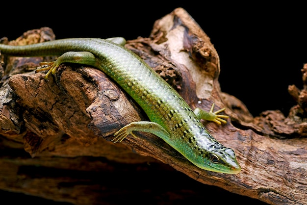 A green lizard with a long tail sits on a piece of wood.