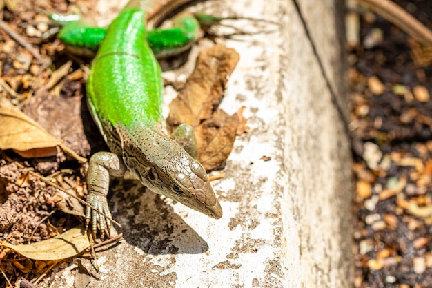 Green lizard