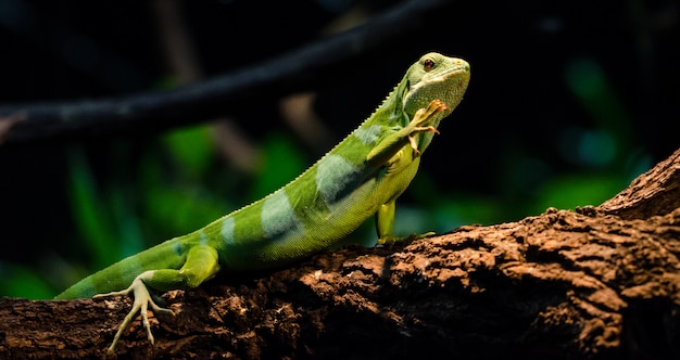 Photo green lizard