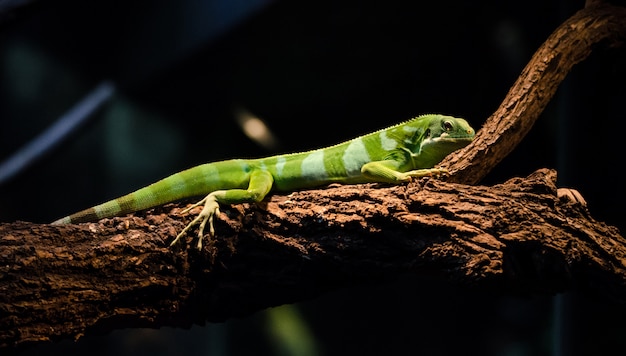 green lizard