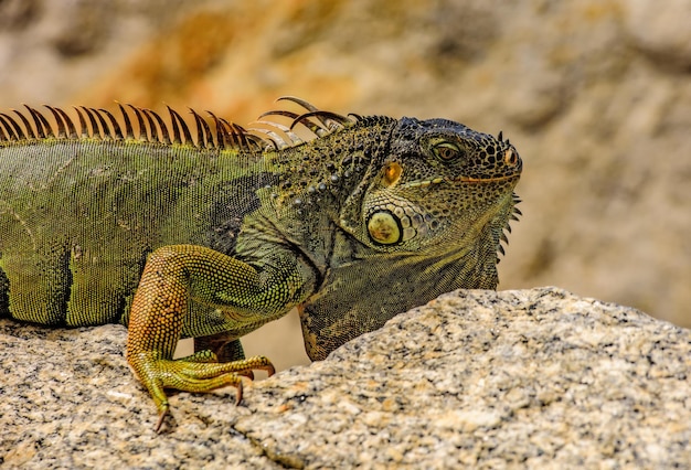 Green lizards iguana iguana dragon