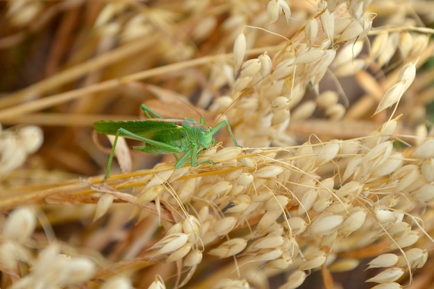 Green locust on ears of oats