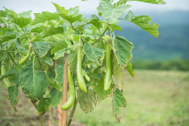 Green long eggplant on the tree