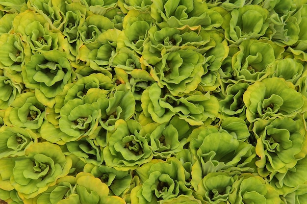 зеленый цветок лотоса