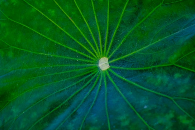 Зеленая текстура листьев лотоса