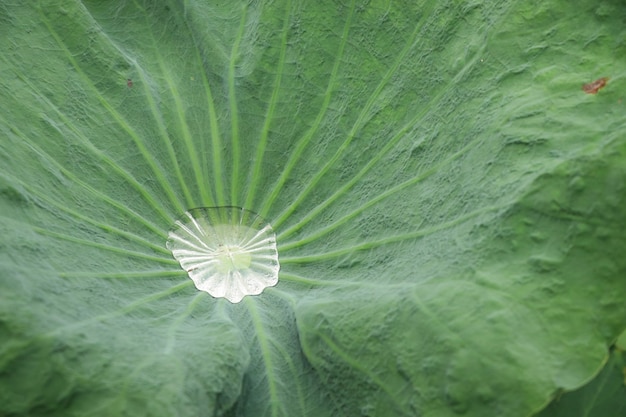 Congedo verde del loto con le gocce di acqua luminose nel fondo della natura