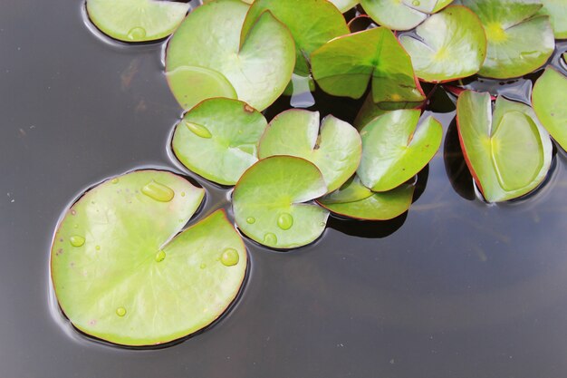 Photo green lotus leaves