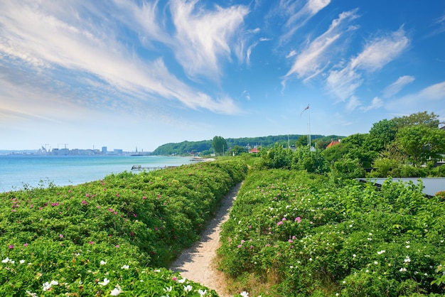 A green lush area surrounded by sea in Denmark on a calm summer day A scenic view of greenery with a pathway and blue cloudy sky in the background Plants and flowers on both sides of the trail