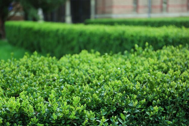 Green lush bushes in spring