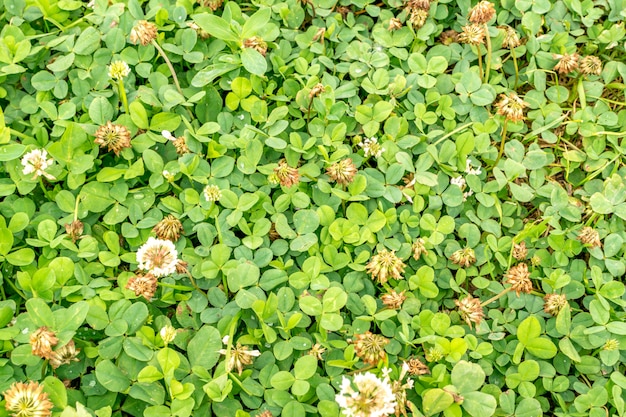 Photo green lush foliage