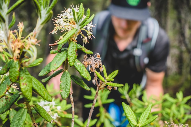 Green lush growing Labrador tea and man picking herbs